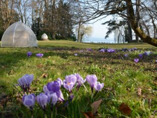 Krokusse im Schlosspark