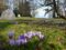 Krokusse im Schlosspark